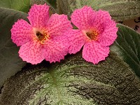 Episcia 'Jim's Canadian Sunset' Episcia 'Jim's Canadian Sunset'